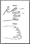 Hand and Foot Words Chart